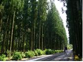 Cedar Forest Nature jeolmul road walking