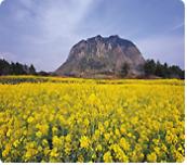 Seongsan Ilchulbong Peak